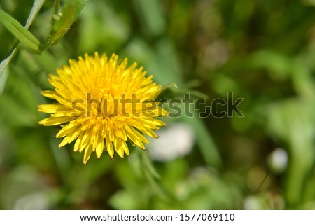 yellow dandelion bloomed in spring