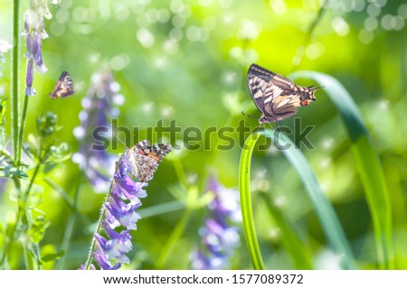 butterflies in purple flowers in a field on a spring summer day