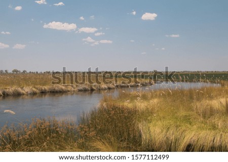 Channels in the Okavango Delta, Moremi game reserve, Botswana, Africa