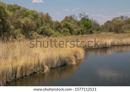 Channels in the Okavango Delta, Moremi game reserve, Botswana, Africa