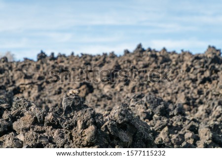Close-up of small squirrel among lava rocks in lava field a sign of life in a barren landscape.
