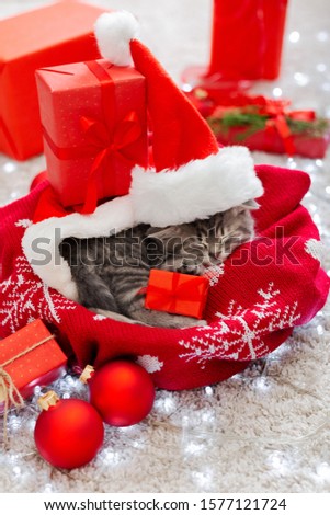 Christmas cat wearing Santa Claus hat holding gift box sleeping on plaid under christmas tree. Christmas presents concept. Cozy home. Animal pet kitten. Close up copy space. Christmas presents.