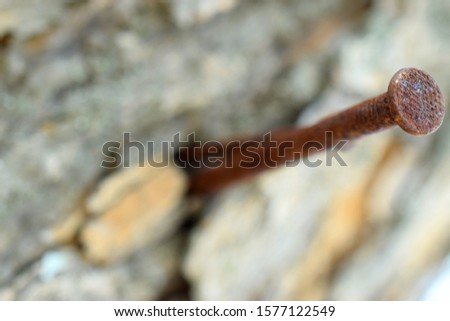 Rusty screw stuck in a tree