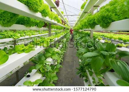 Fresh organic vegetable grown using aquaponic or hydroponic farming. Royalty-Free Stock Photo #1577124790