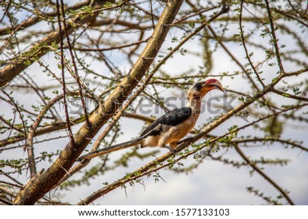 Kenya. Samburu National Reserve. Hornbill.