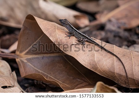 A female Brown Anole (Anolis sagrei) warming on a dry Banyan Tree (Ficus benghalensis) leaf