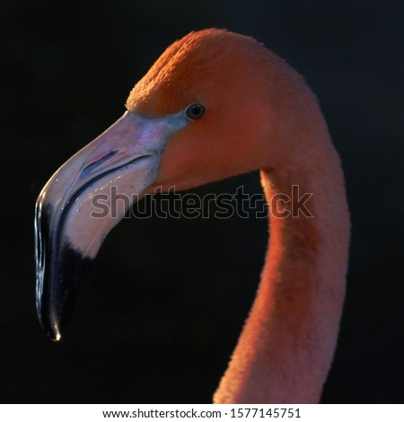 Portrait of a Caribbean Flamingo , digitally retouched to enhance the colours.