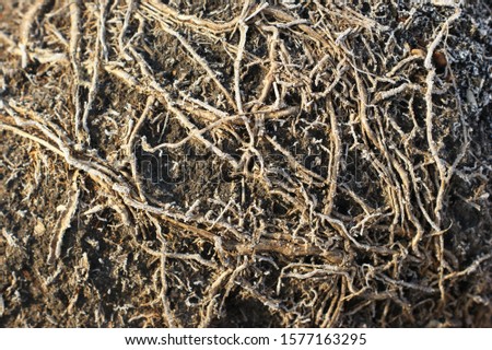 The root of the plant is in the soil rich in nutrients suitable for cultivation. Show the roots of bulb plants that were planted in pots. Royalty-Free Stock Photo #1577163295