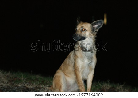 Happy dog on a night background. Eyes reflect the light from the camera. Her name is Matilda Royalty-Free Stock Photo #1577164009