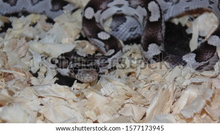 Pet corn snake juvenile cute