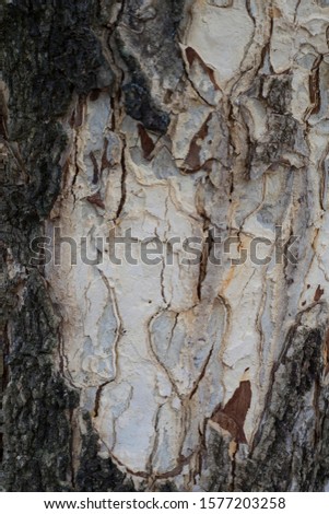 Worn out Texture of tree bark