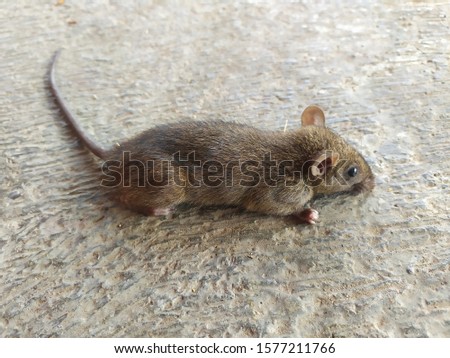 mouse photo dying of poisoning
