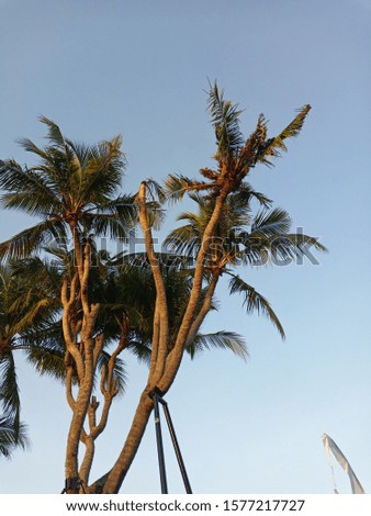 A very rare coconut tree with 20 branches planted on the edge of Bali's Kuta beach, very exotic