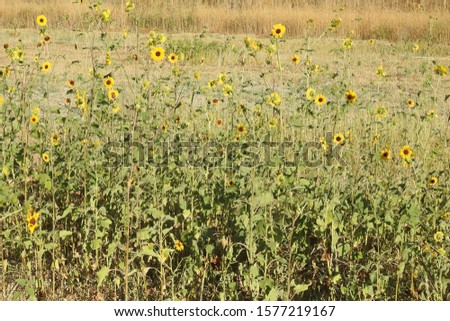 Tiny sunflowers, bloomed in a field, in Merced County, California. Royalty-Free Stock Photo #1577219167