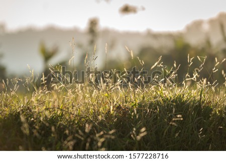 Cattail grass field in soft morning sunlight environment with view of blurred mountain as background. Feeling nature and relaxation concept photo.