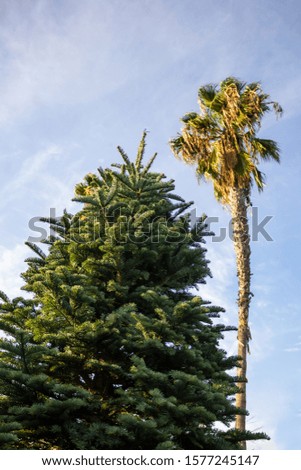 A view of a fir Christmas tree and a palm tree.