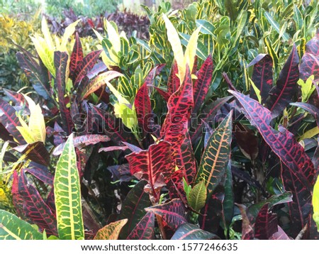 Codiaeum variegatum or croton foliage