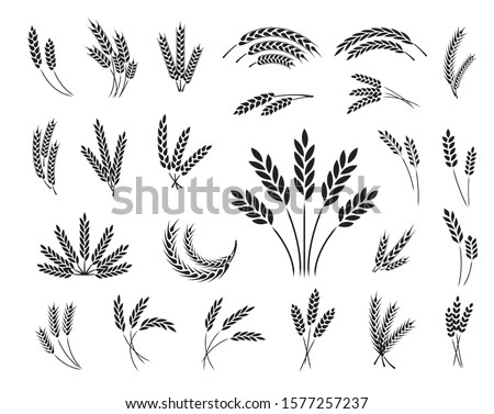 Set of wheat ear icons isolated on a white background, vector illustration. Royalty-Free Stock Photo #1577257237