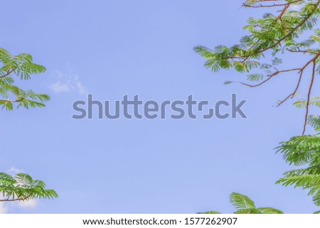 Beautiful clouds and sky leaves.