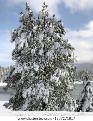 Snow on the pine trees, background of a lake, and cloudy blue sky.