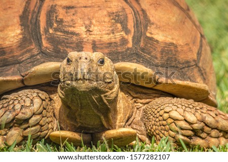 Angonoka tortoise in a zoo in Hawaii 