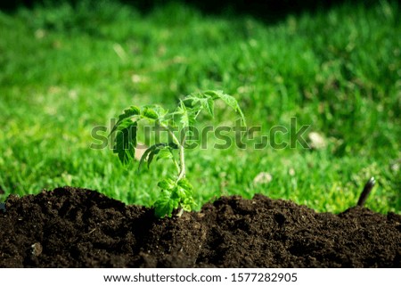 Sprout in the earth growth concept Soft focus