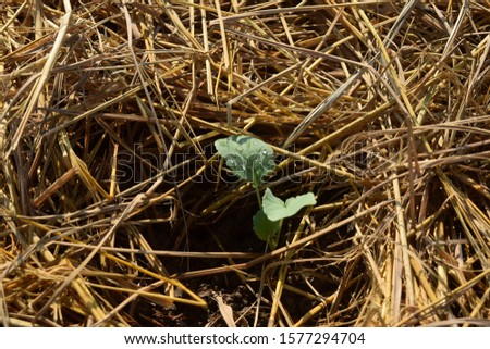 this pic shows young plants of kale or broccoli plant in soil with cover by straw, agriculture concept