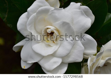 Picture of a Gardenia flower. A genus of flowering plants in the coffee family, Rubiaceae, native to the tropical regions. Gardenia plants are prized for the strong sweet scent of their flowers.
