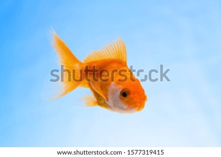 Gold fish or goldfish floating swimming underwater in fresh aquarium tank, marine life.