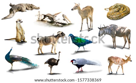 Various animal pictures are isolated on a white background  have shadows,Object have clipping path.