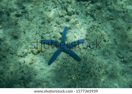 Exotic blue starfish on the bottom of the Pacific Ocean near the coast of Fiji Islands