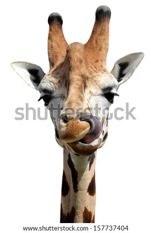 giraffe isolated 