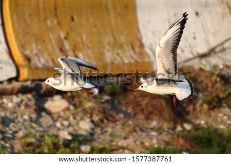 Two Brown wing gull birds flying together. Picture taken Ras Al Khaimah, United Arab Emirates.