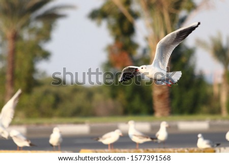 Grey wing gull flying. Picture taken at Mangrove forest area, Ras Al Khaimah, United Arab Emirates.