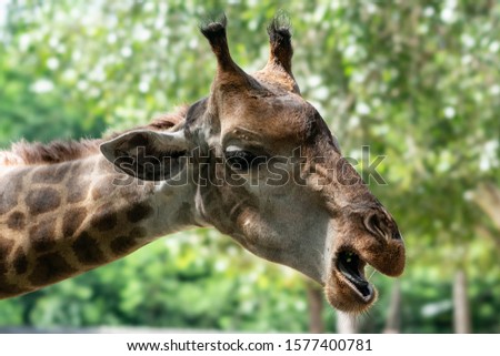 Portrait of a giraffe on the green nature background.