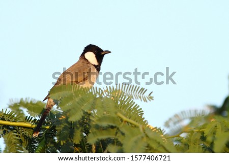 White eared bulbul or pycnonotus leucotis sitting alone, looking for insects during sunset time.  Picture taken at Mangrove forest, Ras Al Khaimah, United Arab Emirates.