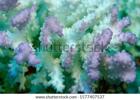 macro picture of partly bleached coral 