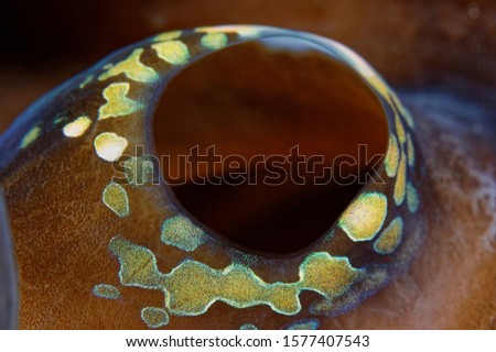 macro picture of  giant clam exhale hole 