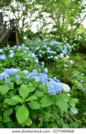 
A picture of Japanese hydrangea