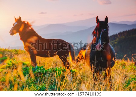 Attractive view of pasture with Arabian horse on a sunny day. Location Carpathian mountain, Ukraine, Europe. Scenic image of farmland. Great picture of wild area. Discover the beauty of earth.