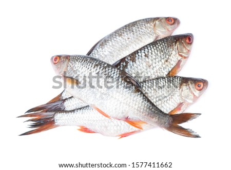 Group of roaches river fishes isolated on white background