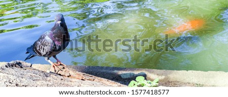 A portrait of a beautiful pigeon (dove) on a log beside the water source. Beautiful pigeon close-up. Gray dove in town. Pigeon standing beside the water source.