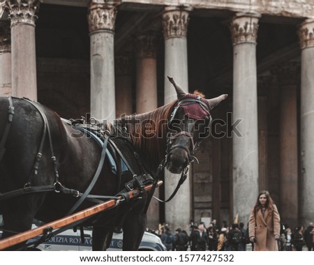a horse doing a pose for the photo on front Pantheon in rome.