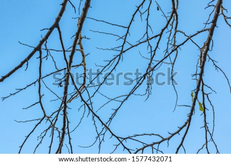 winter tree and branches in nature