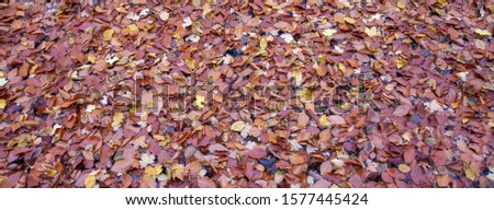 Beautiful background. Autumn fallen foliage in the park