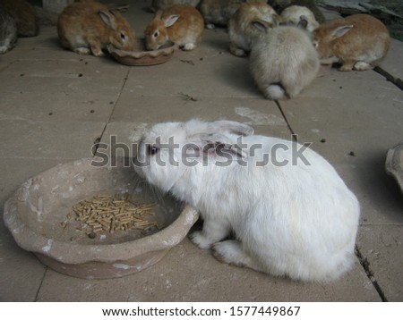 Feed pellets for rabbits. The rabbits families are eating food from the tray in the animals house at a rural farm. Phrae Thailand.