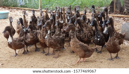 Group of duck walk on the farm. 