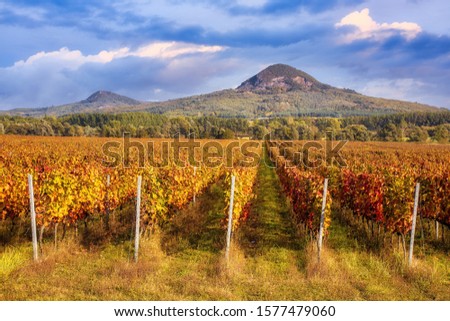 Beautiful rows of grapes in autumn time