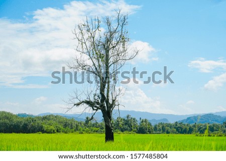 
Rice field and the sky, Lonely dead tree in green field, rice farming scenery, alone