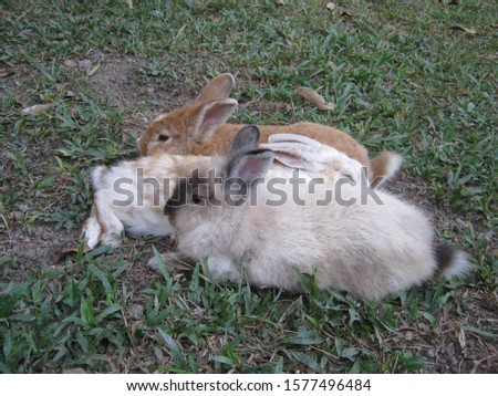 Rabbits are  resting and sleeping on the ground in the garden. At a rural farm, Phrae Thailand.